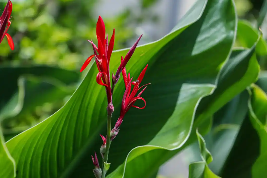 How to Care for: Canna Lilies