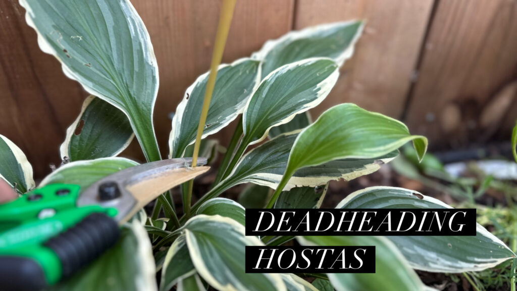 deadheading Hostsa