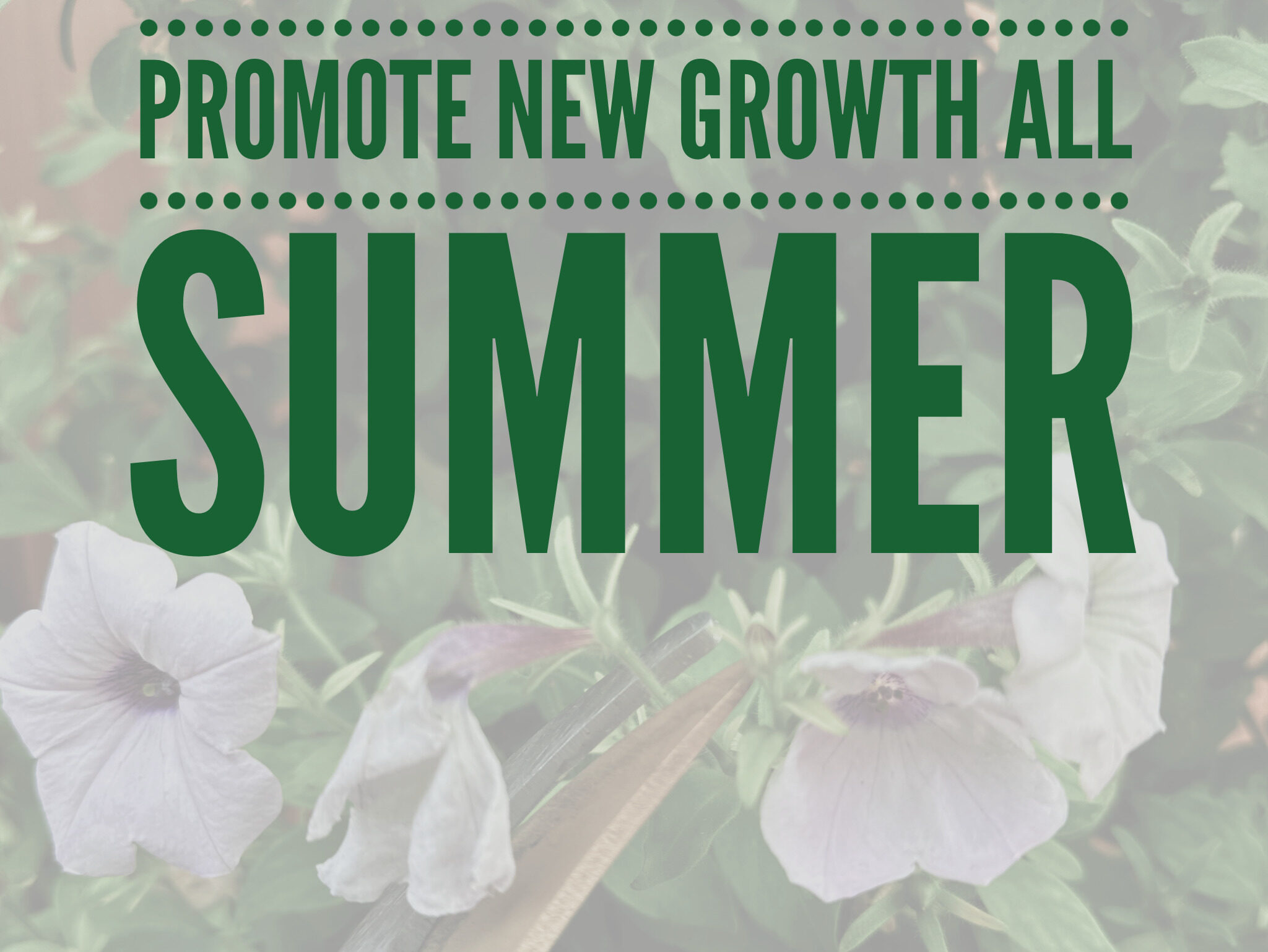 Deadhead regularly to promote new growth all summer