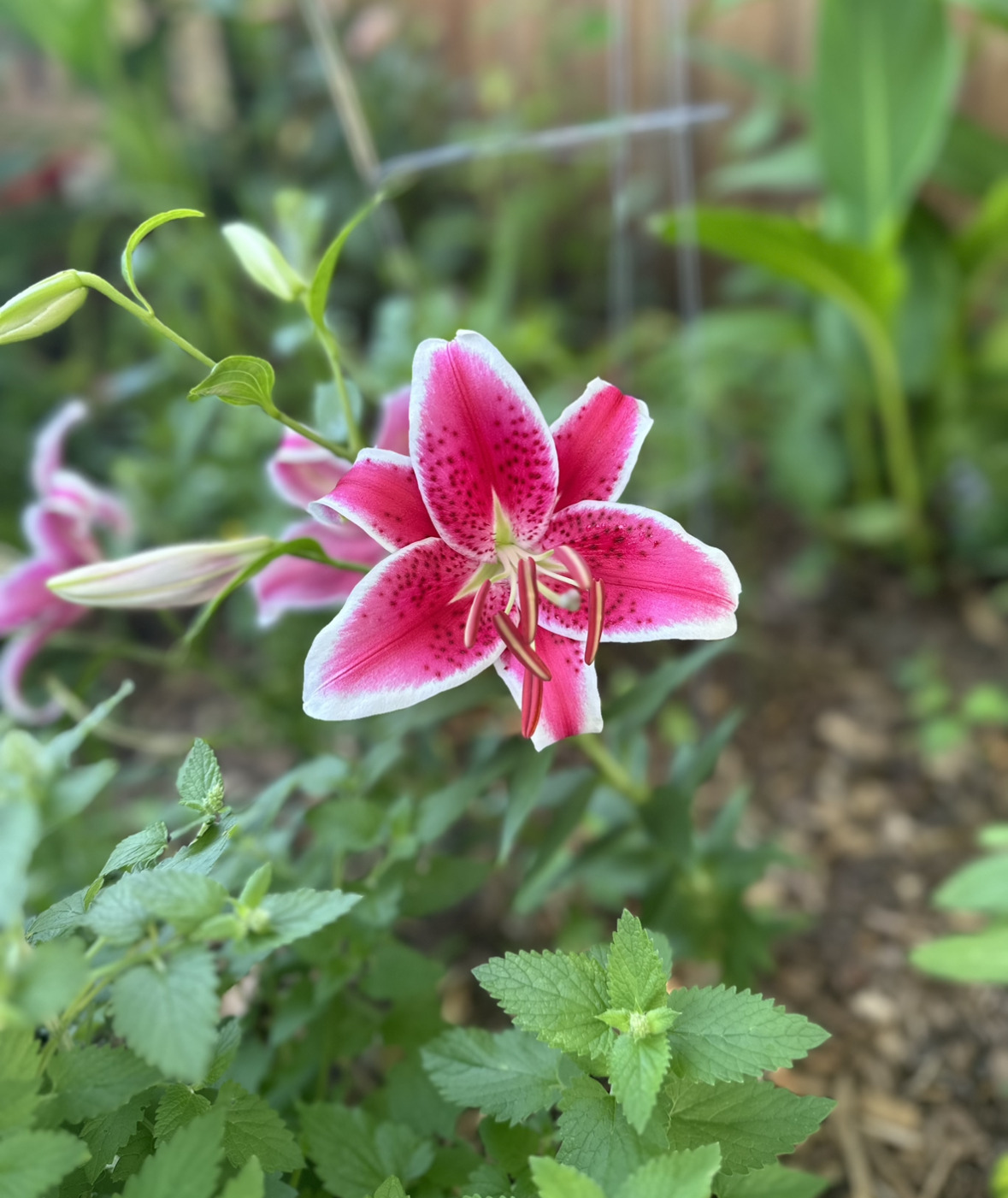 a blooming lily