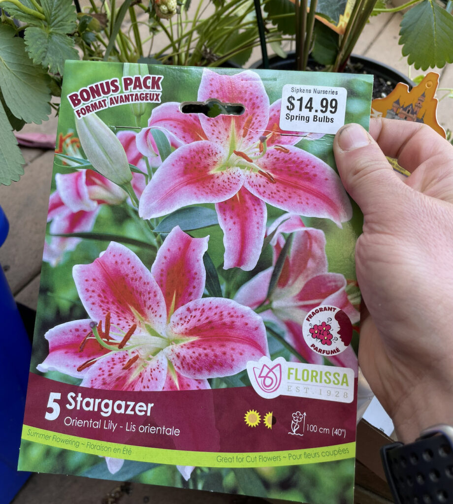 stargazer lily bulb