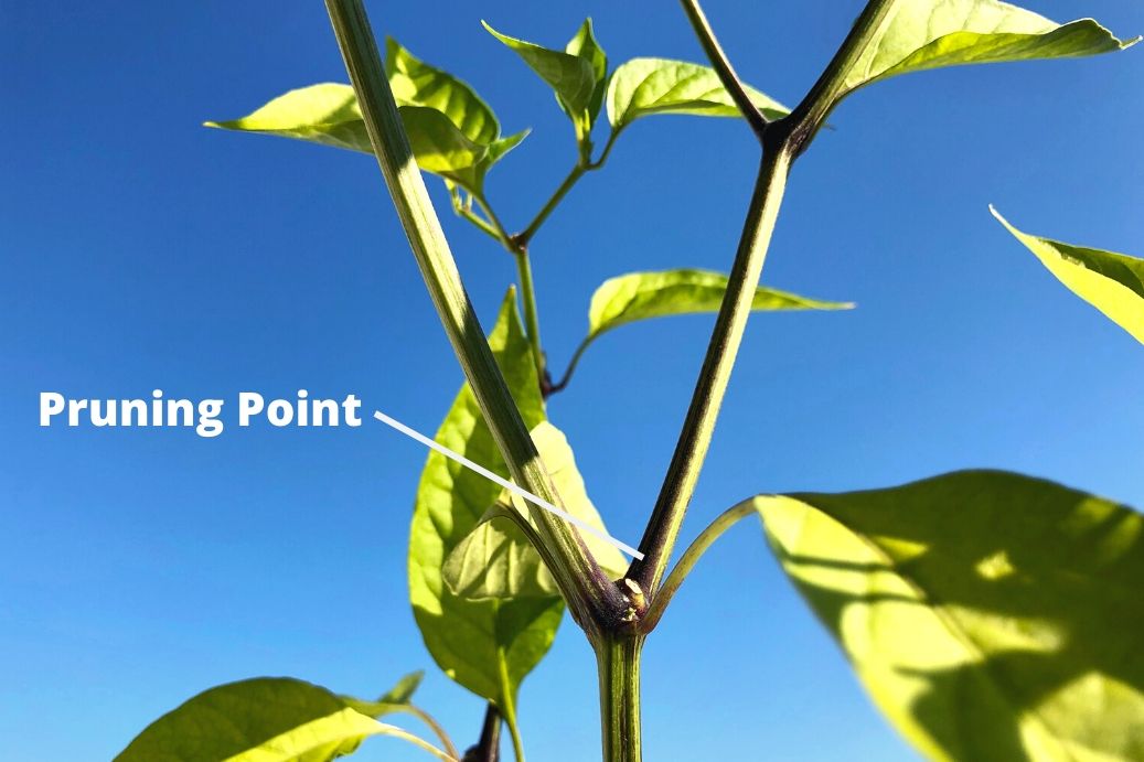 Pruning Peppers : Trimming for Growth